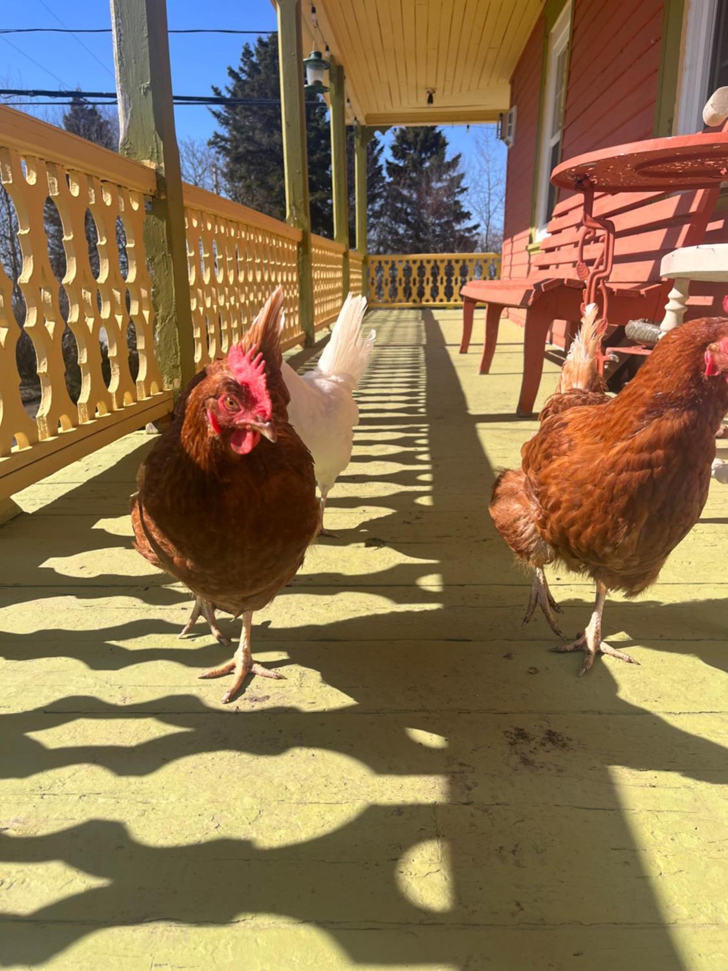 Gite De La Baie Hatee Bic Dış mekan fotoğraf